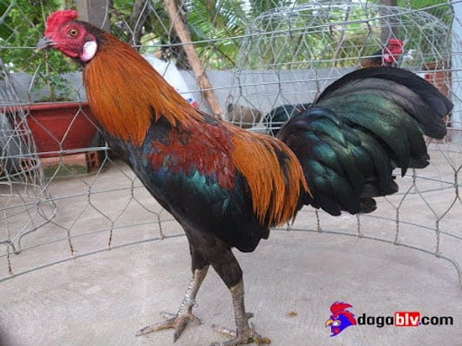 Các đặc điểm lựa chọn giống gà đá cựa sắt tốt nhất hiện nay