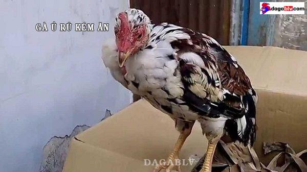 gà ủ rũ, kém ăn