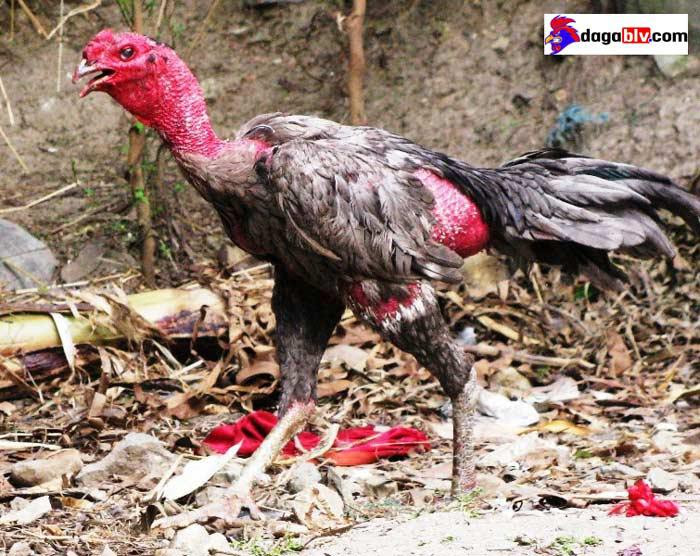 gà bị khò khè