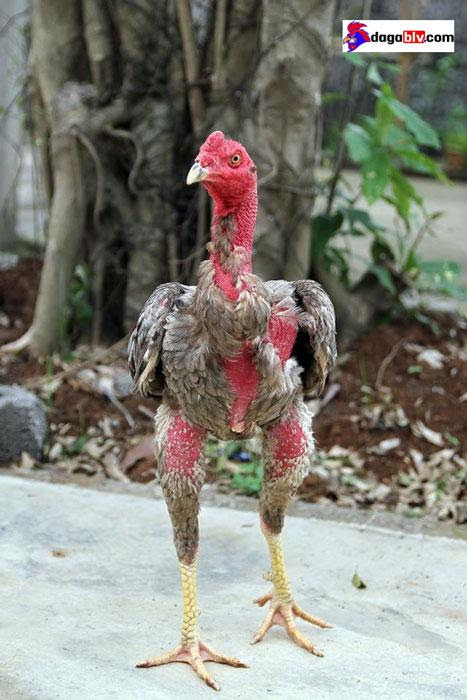 Triệu chứng của bệnh