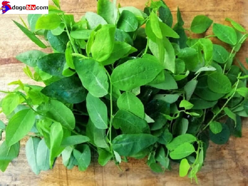 Cách chữa nấm họng cho gà tốt nhất