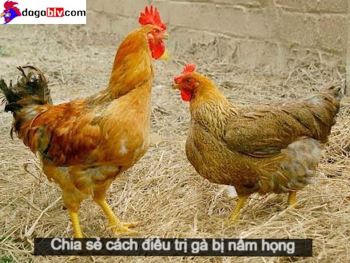 Gà bị nấm họng