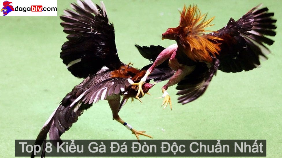 Gà đá đòn độc siêu chuẩn