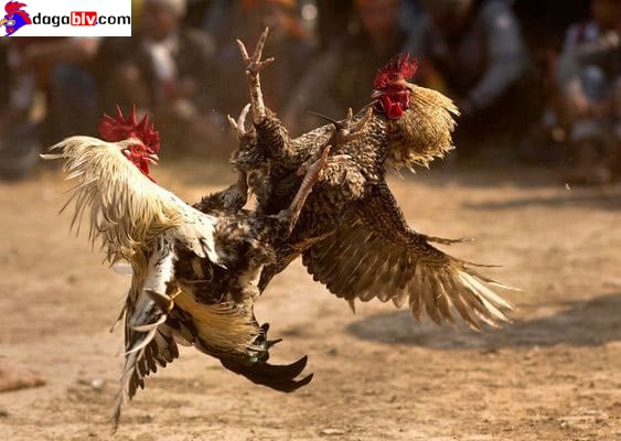 Gà đá đòn độc siêu chuẩn