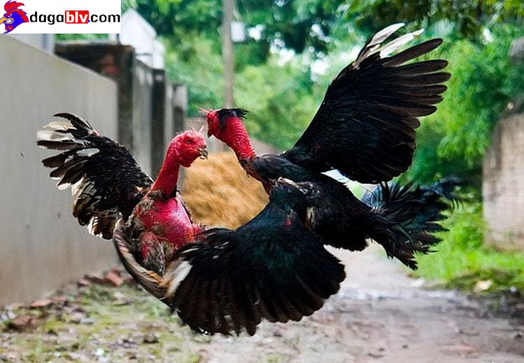 Gà đá đòn độc siêu chuẩn