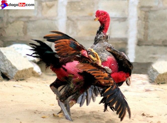 Gà đá đòn độc siêu chuẩn