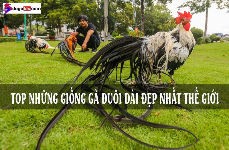 Gà đuôi dài