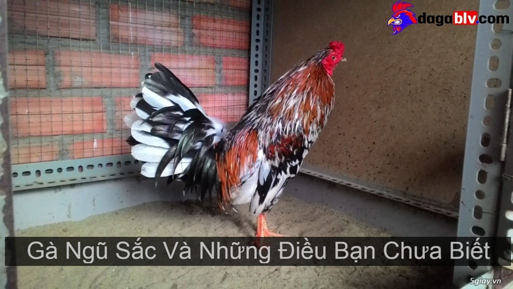 Gà Ngũ Sắc Hiếm Thấy Và Những Điều Bạn Chưa Biết