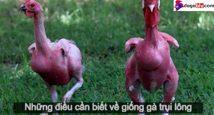Giống gà trụi lông