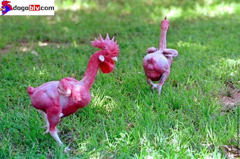 Nhược điểm gà trụi lông