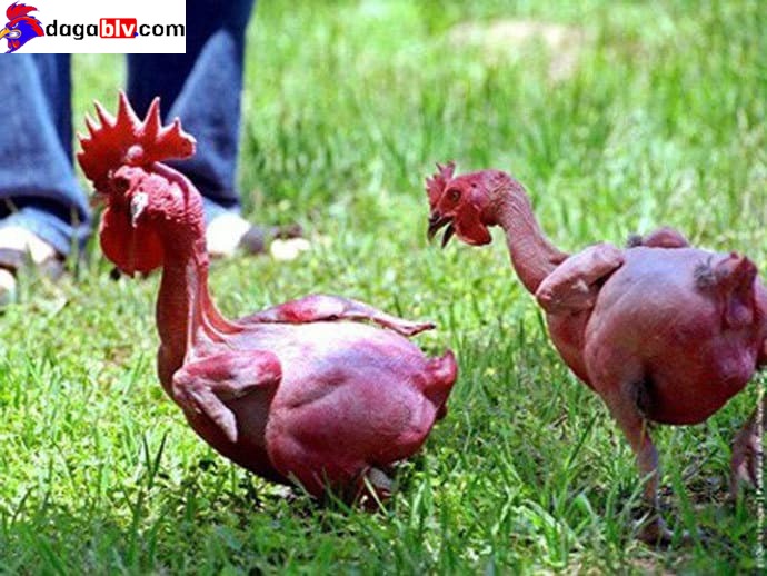 Ngoại hình gà không lông