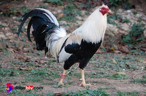 Giống gà chọi Mỹ đá cựa