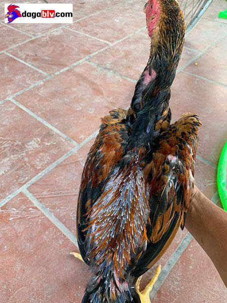 Phương pháp giúp gà nhanh thay lông