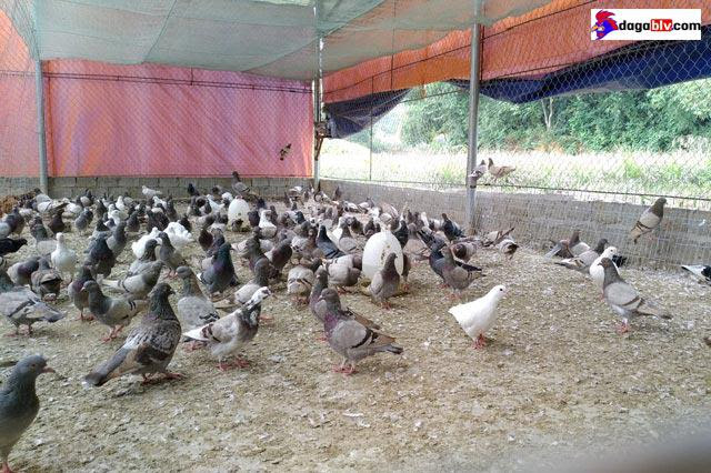 Chuồng nuôi chim bồ câu thả