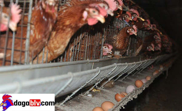 Kỹ thuật nuôi gà siêu trứng bằng việc dựng chuồng