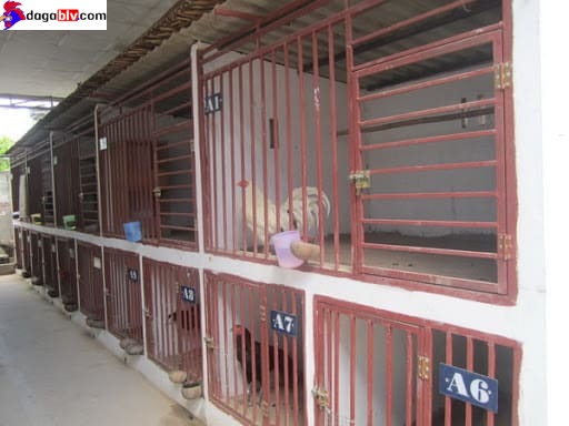Đánh giá các mẫu chuồng gà đơn giản