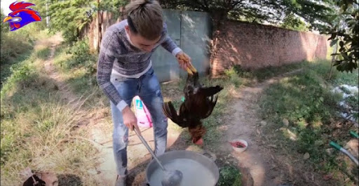 Nấu cháo với con gà nguyên lông.