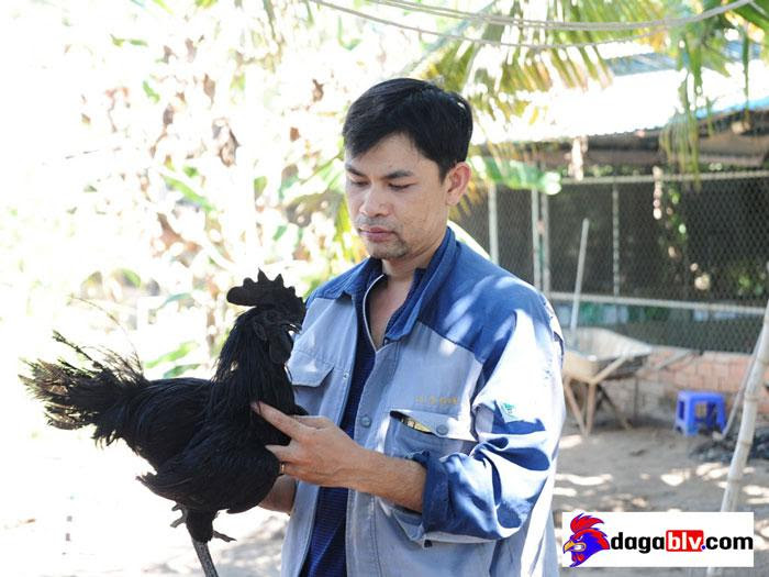 nuôi gà mặt quỷ làm giàu