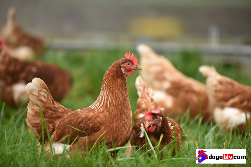 Top những mô hình chăn nuôi gà ưa chuộng nhất hiện nay Máy móc nông ngư  nghiệp  Điện Máy Trâu Vàng