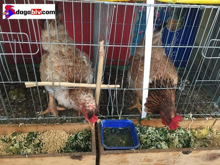 Thiết kế chuồng gà trên sân thượng