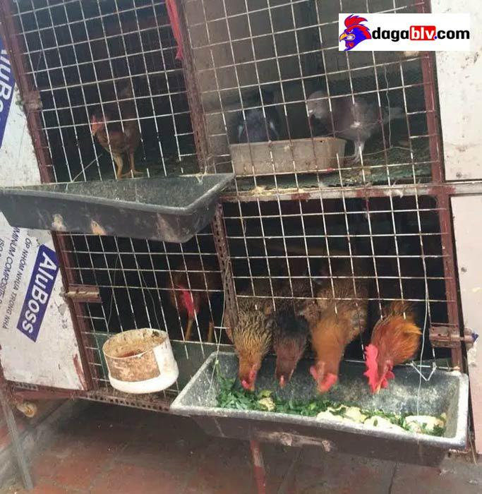 Nuôi gì trên sân thượng?