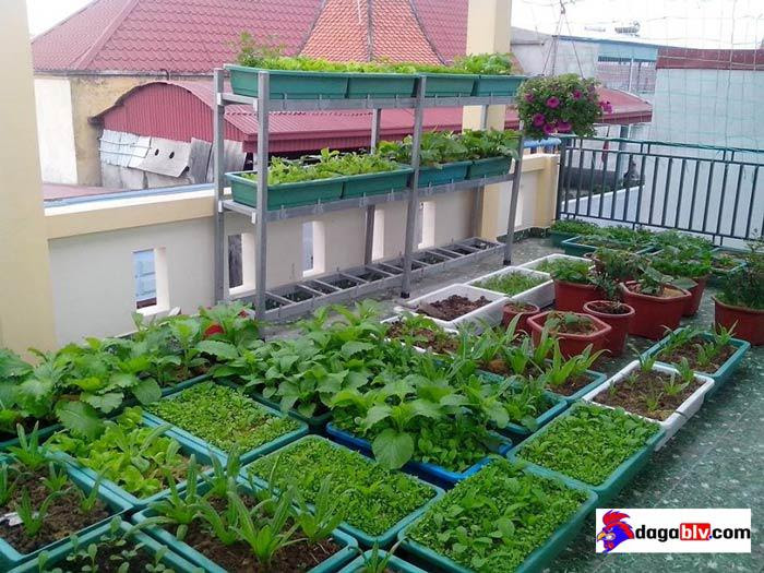thiết kế chuồng gà trên sân thượng