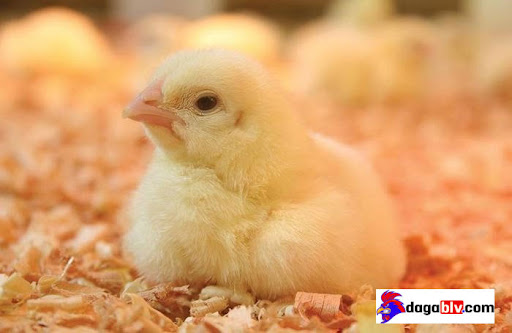 Tiêm vacxin cho gà con mới nở để phòng bệnh