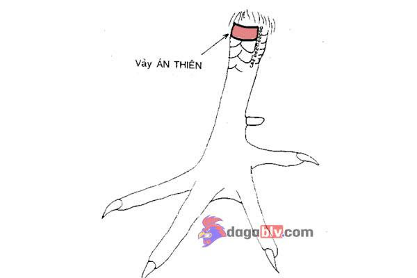 vảy gà chọi thần kê