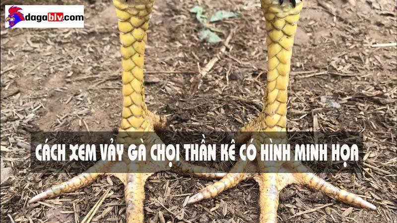 vảy gà chọi thần kê