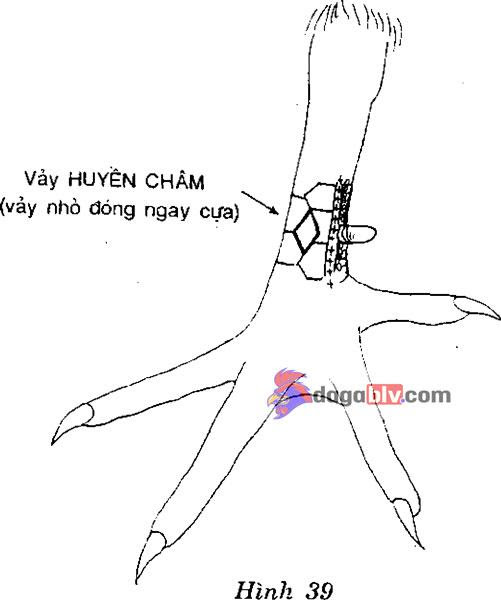 vảy gà chọi thần kê