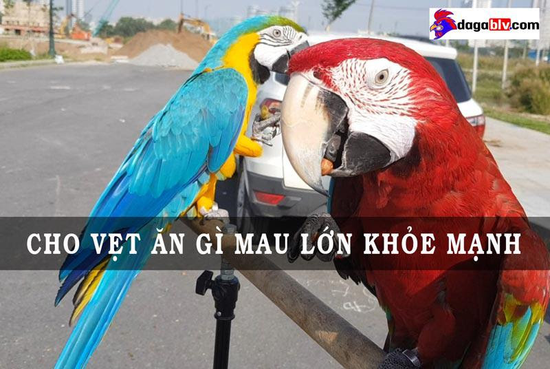 Các loại vẹt phổ biến ở Việt Nam
