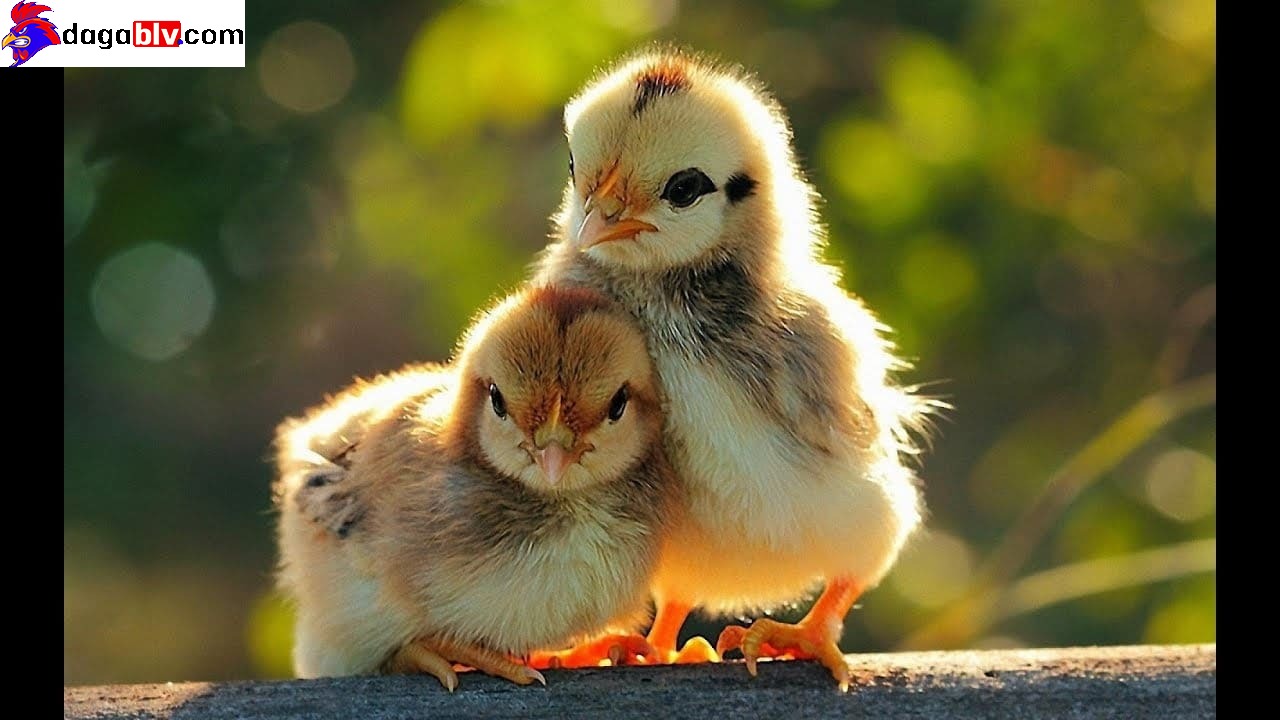 Cách lựa chọn gà chọi con cái , gà chọi đòn hoặc theo gót color lông