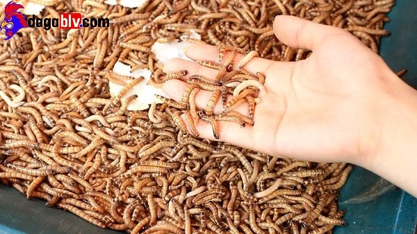Sâu superworm - thức ăn cho gà chọi Bình Định