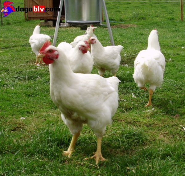 Hướng phát triển của giống gà Hubbard ở nước ta
