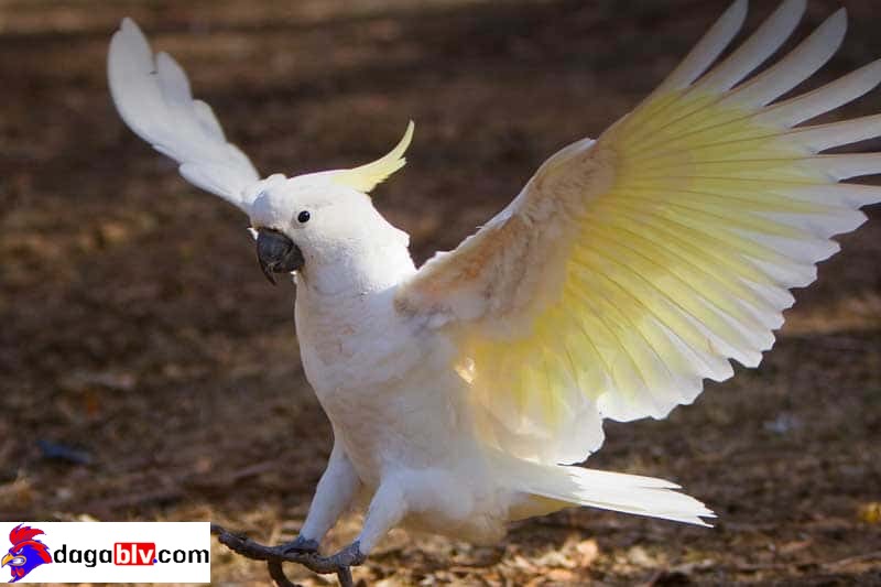 Ngoại hình và màu sắc đặc trưng của loài vẹt mào Cockatoo 