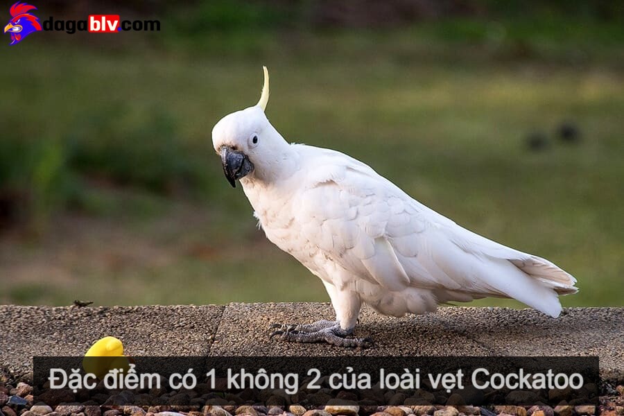 Loài Vẹt Cockatoo thông minh, tinh nghịch