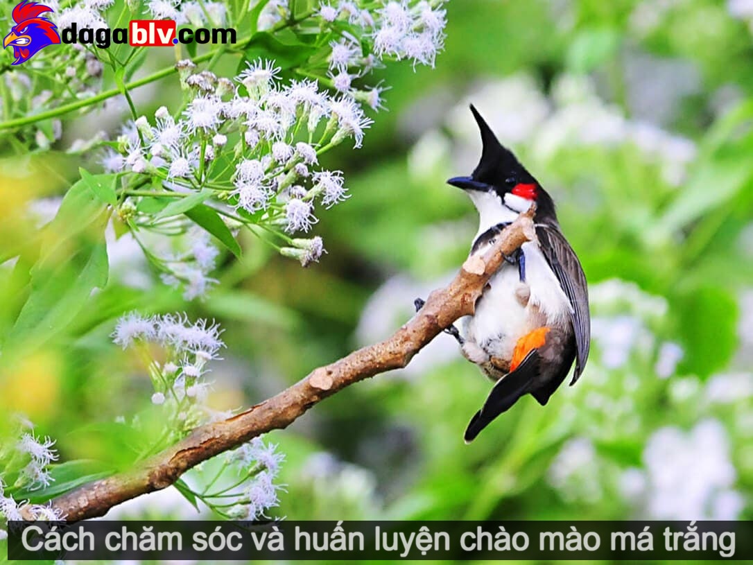 Mua Bán] Chim Chào Mào tại Ninh Bình