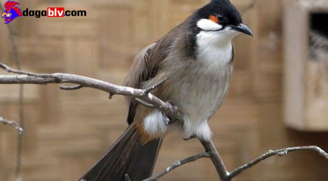 Chim Chào Mào má trắng: Cách chọn chim, thuần và chăm sóc chim