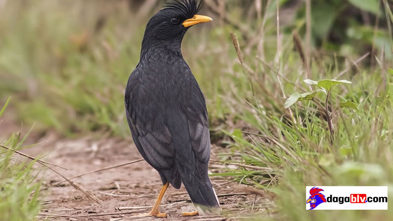 Chim sáo nâu - Loài chim quý hiếm đang dần bị tuyệt chủng