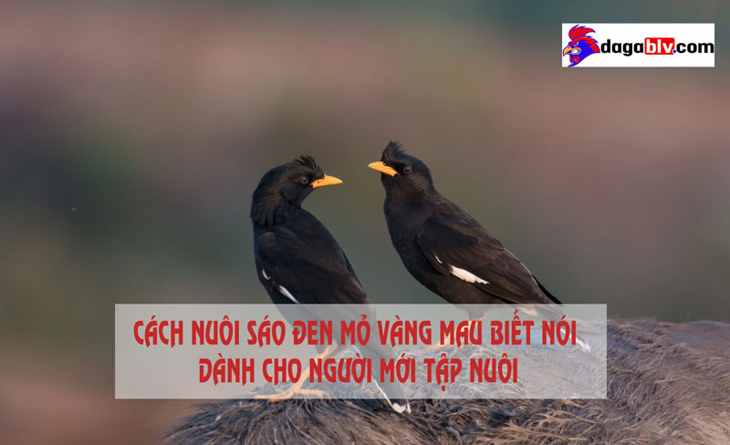 Chùm ảnh: Sự đa dạng của các loài chim sáo ở Việt Nam - Redsvn.net