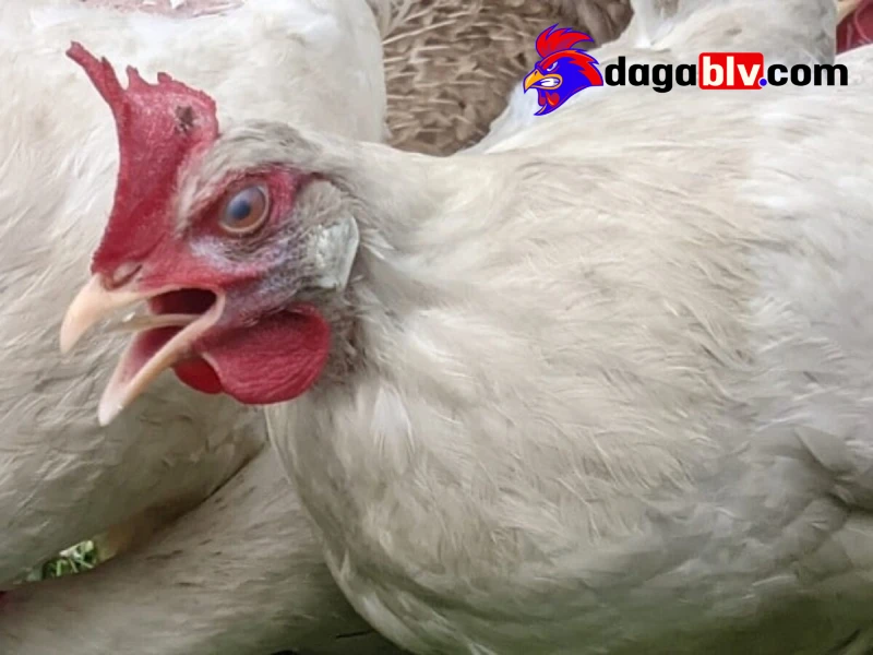 Tại sao gà lại có biểu hiện thở khò khè và hắt hơi?