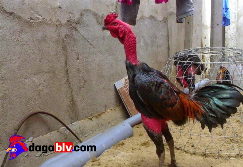 Cách chăm sóc gà chọi sao cho mau lớn – Làm giàu từ chăn nuôi gà đá