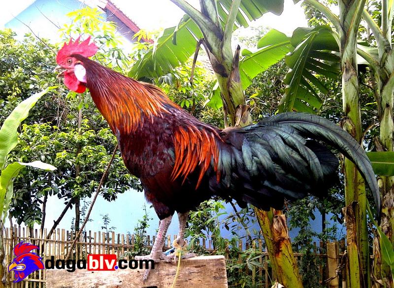 Cách chăm sóc gà Ayam Ketawa hiệu quả