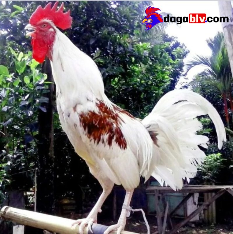 Lịch sử và nguồn gốc gà Ayam Ketawa