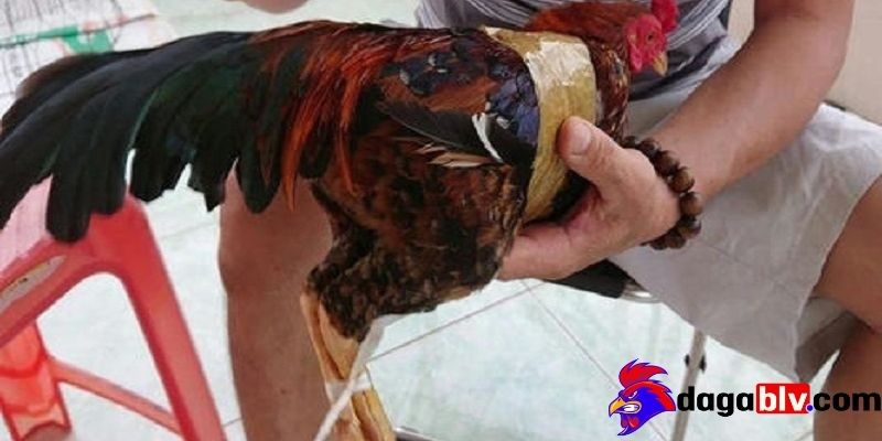 Đưa gà đến bác sĩ thú y và chăm sóc sau phẫu thuật